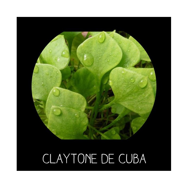 Claytone de Cuba - CL AYTONIA PERFOLIATA