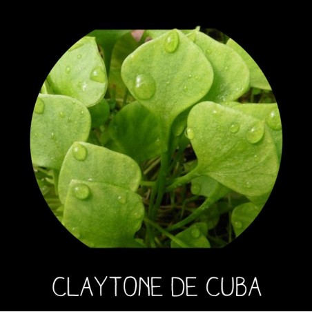 Claytone de Cuba - CL AYTONIA PERFOLIATA