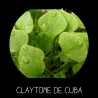 Claytone de Cuba - CL AYTONIA PERFOLIATA