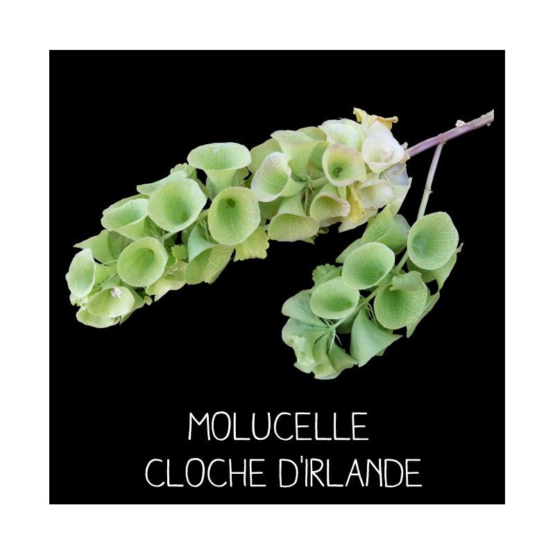 Molucelle Cloche d’Irlande - MOLUCELLA LAEVIS