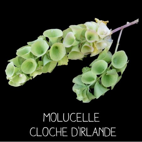 Molucelle Cloche d’Irlande - MOLUCELLA LAEVIS