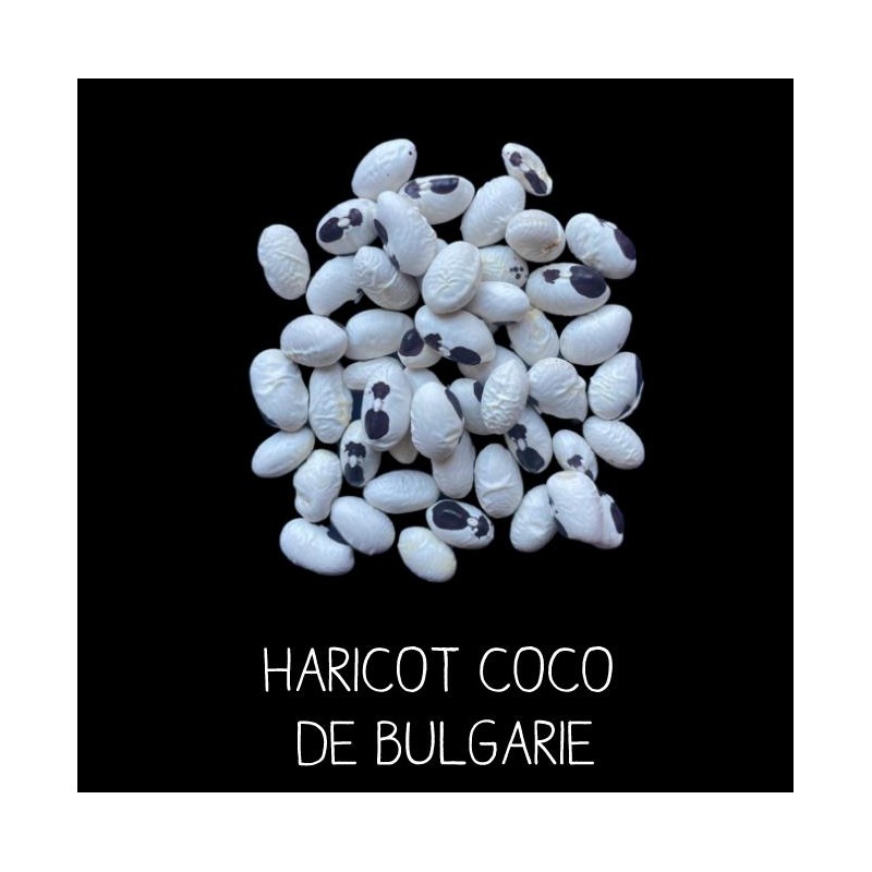 Haricot coco de Bulgarie à ramer