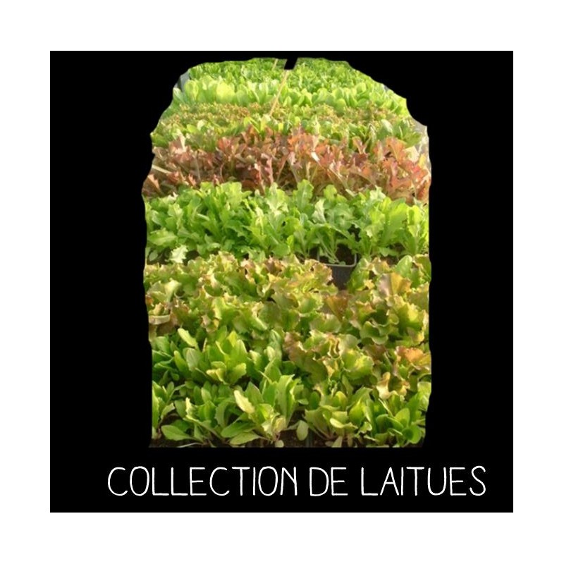 COLLECTION DE LAITUES