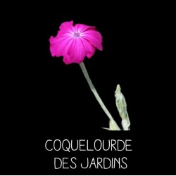 Coquelourde des jardins - LYCHNIS CORONARIA