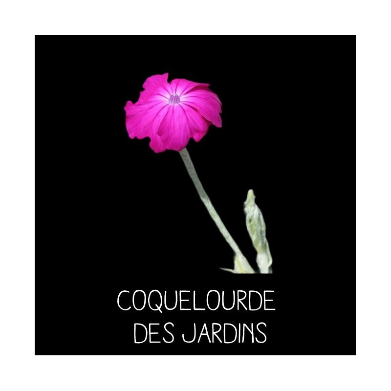 Coquelourde des jardins - LYCHNIS CORONARIA