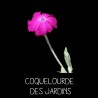 Coquelourde des jardins - LYCHNIS CORONARIA