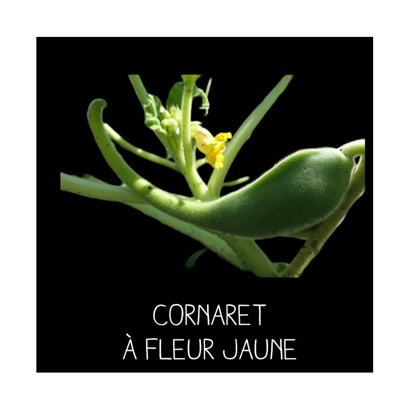 Cornaret à fleur jaune