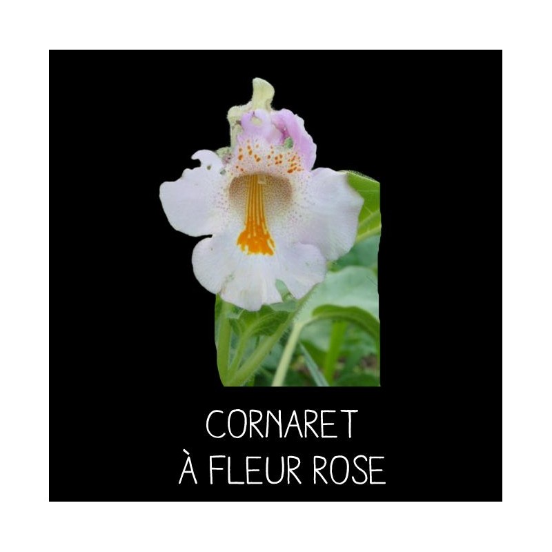 Cornaret à fleur rose