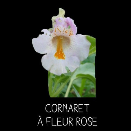 Cornaret à fleur rose