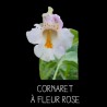 Cornaret à fleur rose