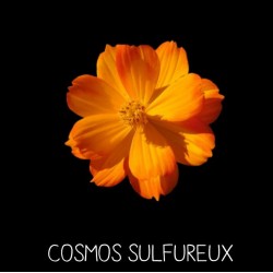 Cosmos sulfureux - COSMOS SULFUREUS