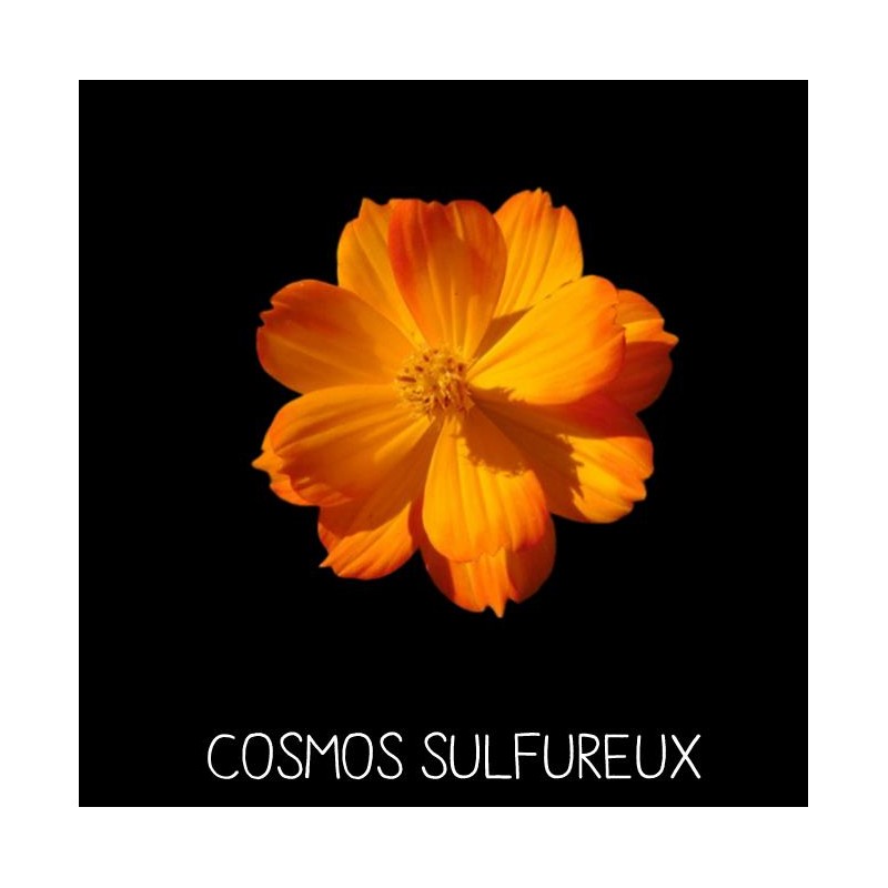 Cosmos sulfureux - COSMOS SULFUREUS
