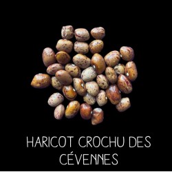 Haricot crochu des Cévennes à ramer