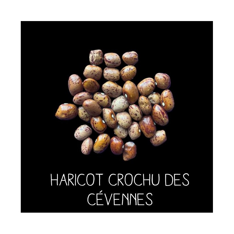 Haricot crochu des Cévennes à ramer