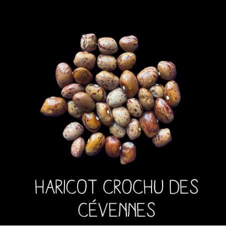 Haricot crochu des Cévennes à ramer