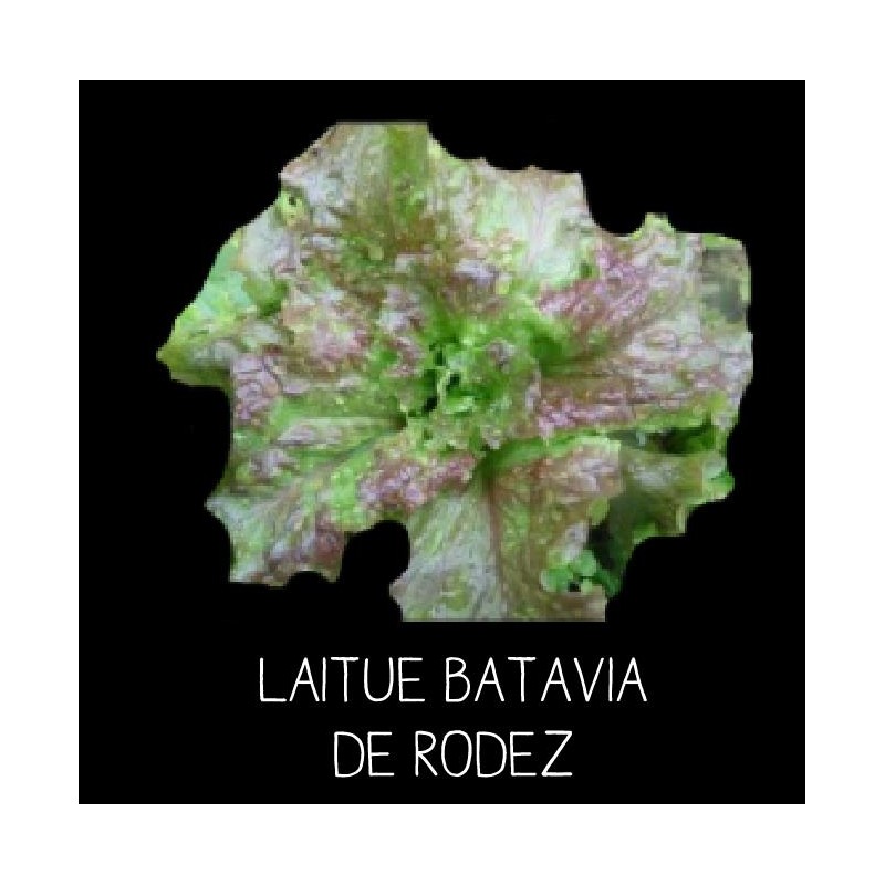 Laitue batavia de Rodez