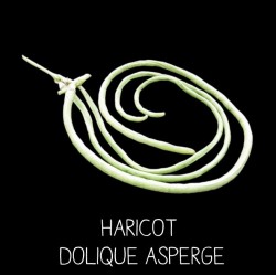 Haricot Dolique Asperge ou Kilomètre