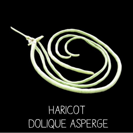 Haricot Dolique Asperge ou Kilomètre