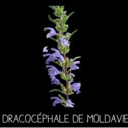 Dracocéphale de Moldavie -Melisse turque DRACOCEPHALUS MOLDAVICA