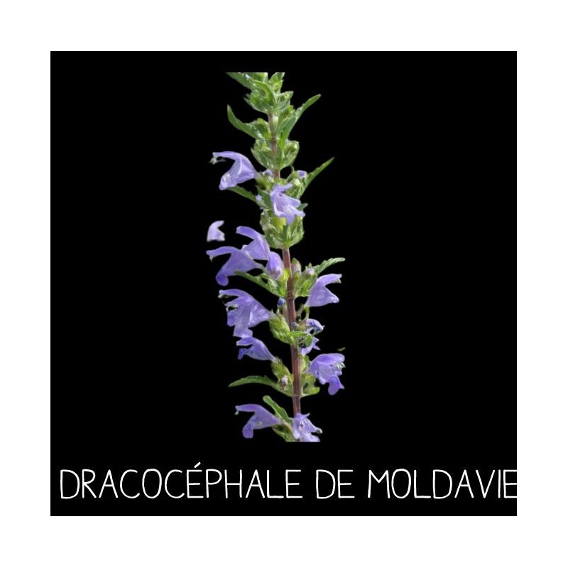 Dracocéphale de Moldavie -Melisse turque DRACOCEPHALUS MOLDAVICA