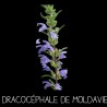 Dracocéphale de Moldavie -Melisse turque DRACOCEPHALUS MOLDAVICA