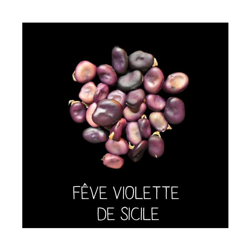 Fêve violette de Sicile