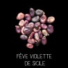 Fêve violette de Sicile