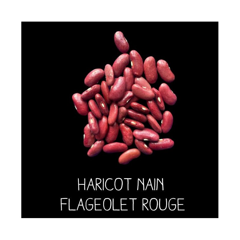 Haricot nain flageolet rouge