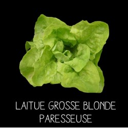 Laitue grosse blonde paresseuse