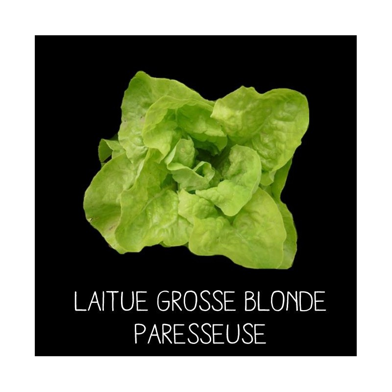 Laitue grosse blonde paresseuse