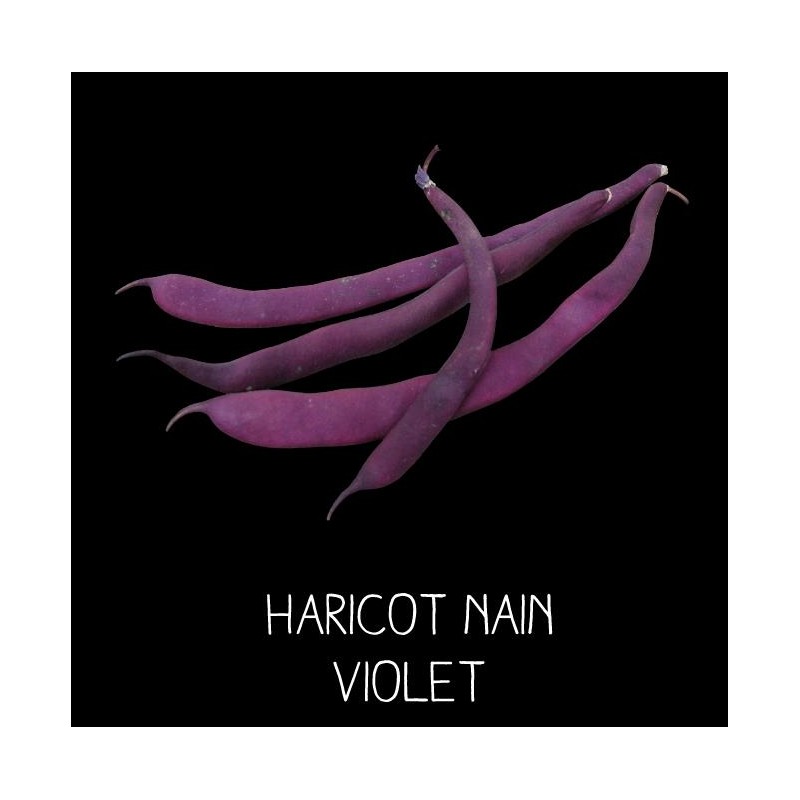 Haricot nain violet