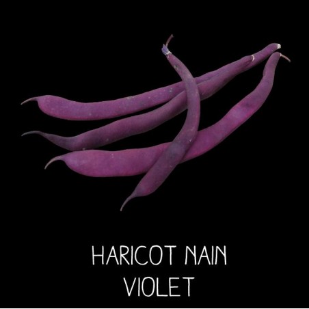 Haricot nain violet