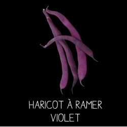 Haricot violet filet à ramer - PHASEOLUS VULGARIS