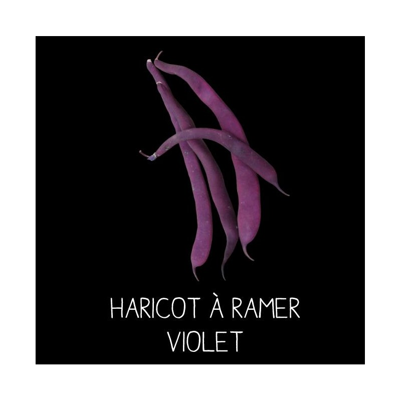 Haricot violet filet à ramer - PHASEOLUS VULGARIS