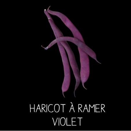 Haricot violet filet à ramer - PHASEOLUS VULGARIS