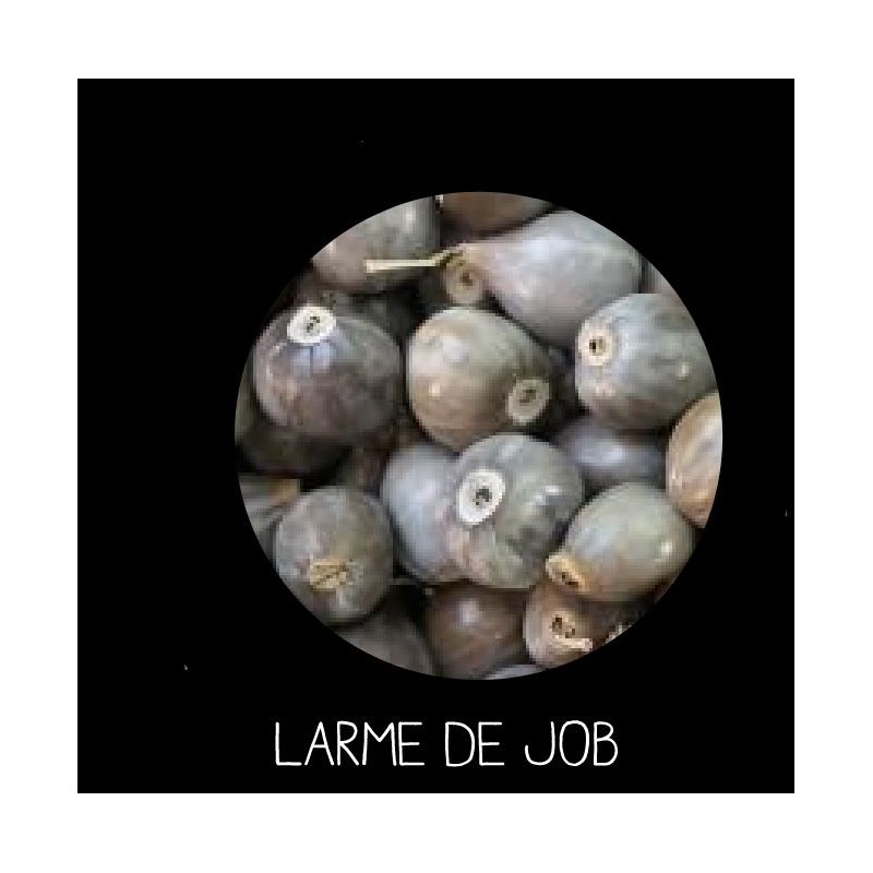 Larme de Job - COÏX LACRYMA