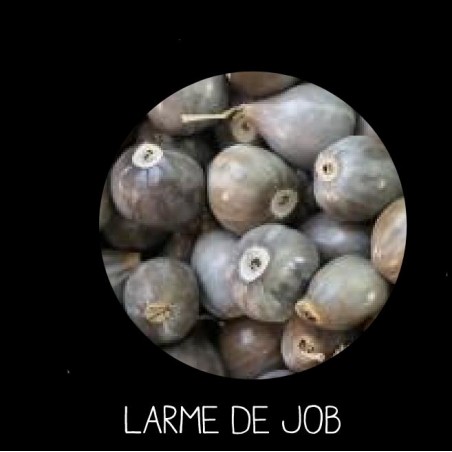 Larme de Job - COÏX LACRYMA