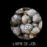 Larme de Job - COÏX LACRYMA