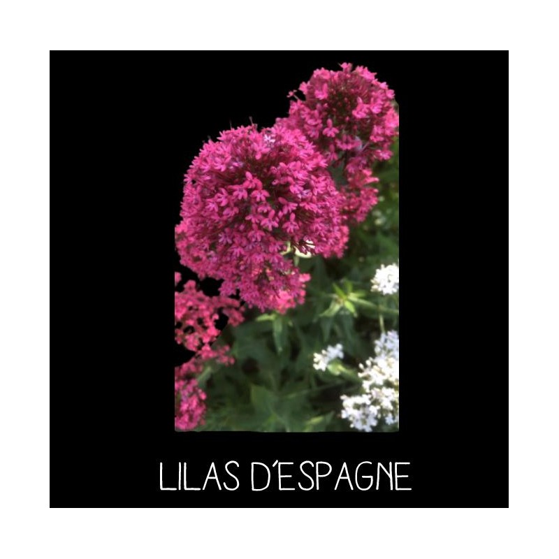 Lilas d’Espagne ou centranthe - CENTRENTHUS RUBER
