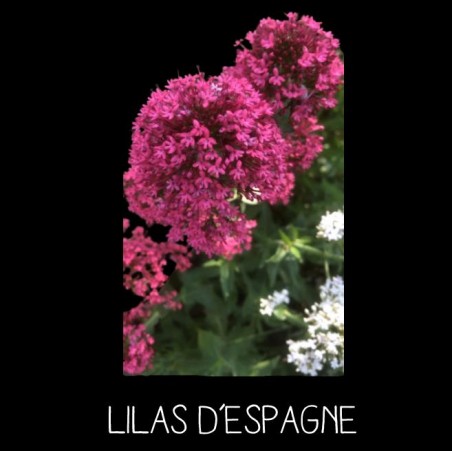 Lilas d’Espagne ou centranthe - CENTRENTHUS RUBER
