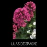 Lilas d’Espagne ou centranthe - CENTRENTHUS RUBER