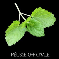 Mélisse officinale vivace - MELISSA OFFICINALIS