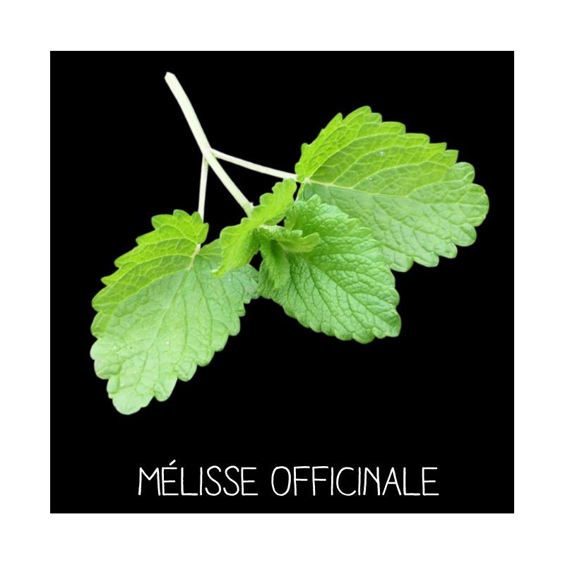 Mélisse officinale vivace - MELISSA OFFICINALIS