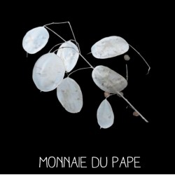 Monnaie du pape - LUNARIA BIENNIS