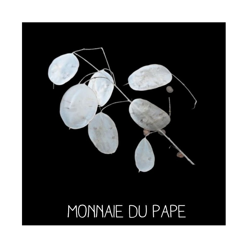 Monnaie du pape - LUNARIA BIENNIS