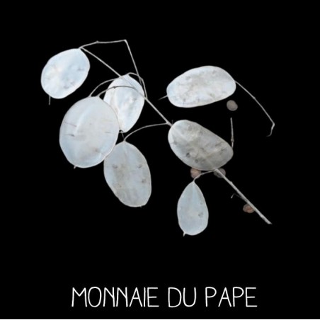 Monnaie du pape - LUNARIA BIENNIS