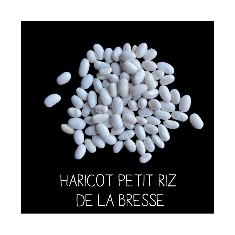 Haricot petit riz de la Bresse