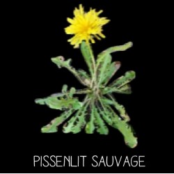 Pissenlit sauvage - TARAXATUM S