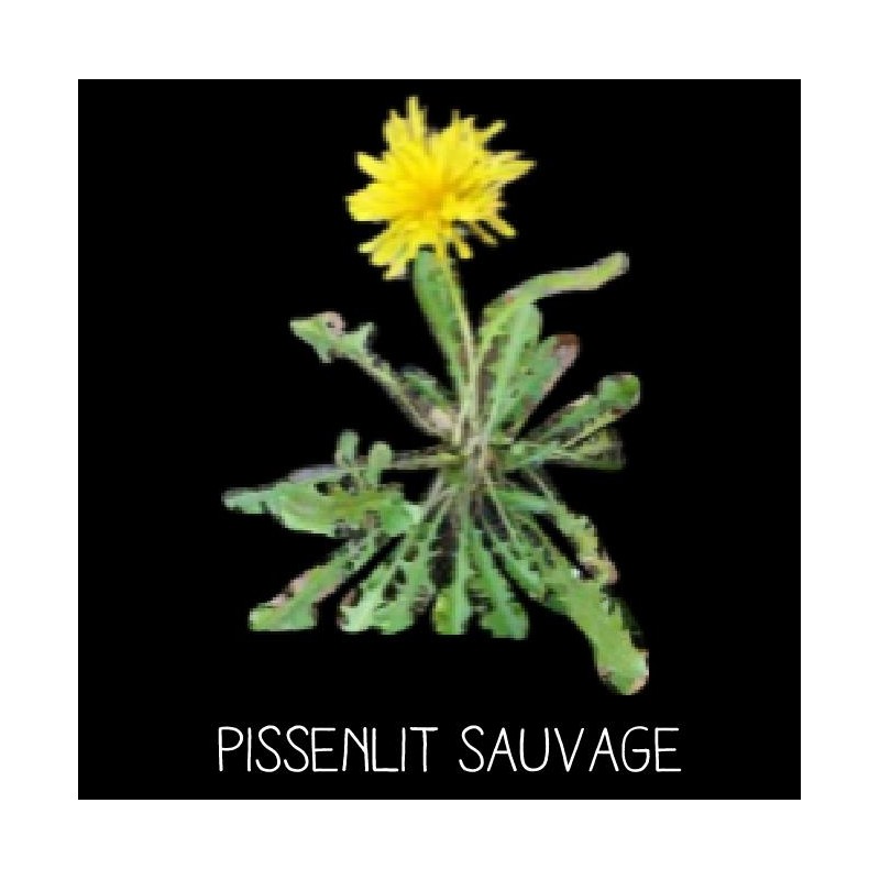Pissenlit sauvage - TARAXATUM S