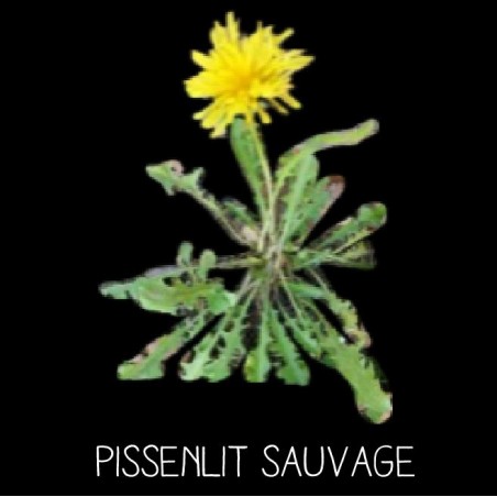 Pissenlit sauvage - TARAXATUM S